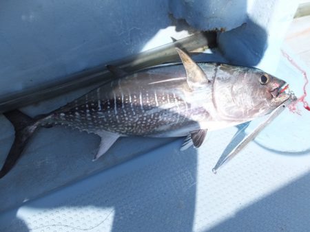 Hit Rush(ヒット ラッシュ） 釣果…