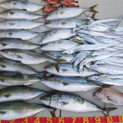 Hit Rush(ヒット ラッシュ) 釣果