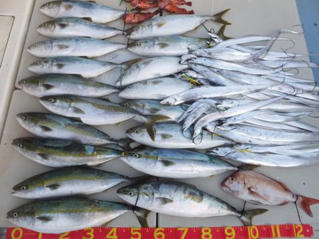 Hit Rush(ヒット ラッシュ) 釣果