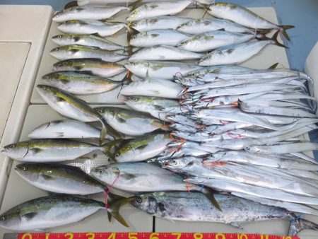 Hit Rush(ヒット ラッシュ） 釣果…