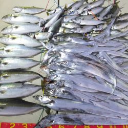 Hit Rush(ヒット ラッシュ） 釣果