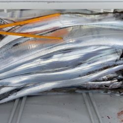 釣船 浦島太郎 釣果