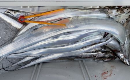 釣船 浦島太郎 釣果