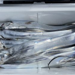 釣船 浦島太郎 釣果