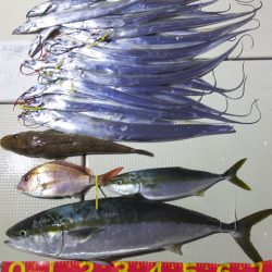 Hit Rush(ヒット ラッシュ) 釣果