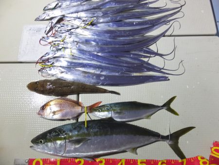 Hit Rush(ヒット ラッシュ） 釣果…