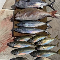 釣船 浦島太郎 釣果