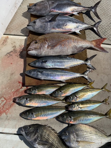 釣船 浦島太郎 釣果