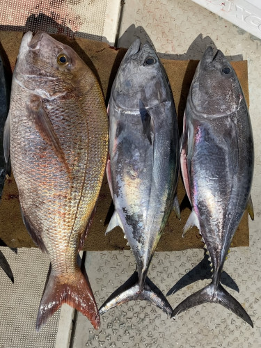 釣船 浦島太郎 釣果
