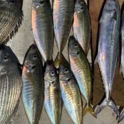 釣船 浦島太郎 釣果