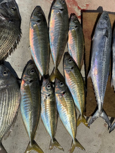釣船 浦島太郎 釣果