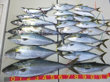 Hit Rush(ヒット ラッシュ） 釣果…