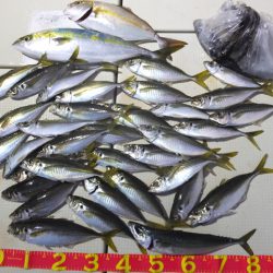 Hit Rush(ヒット ラッシュ) 釣果