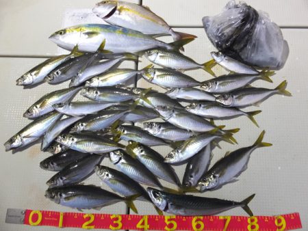 Hit Rush(ヒット ラッシュ） 釣果…