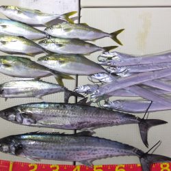 Hit Rush(ヒット ラッシュ) 釣果