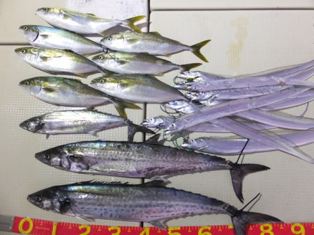 Hit Rush(ヒット ラッシュ） 釣果…