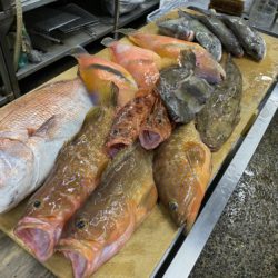 釣船 浦島太郎 釣果