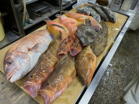 釣船 浦島太郎 釣果
