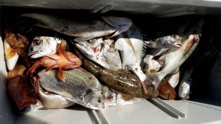 釣船 浦島太郎 釣果