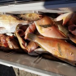 釣船 浦島太郎 釣果