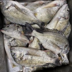 釣船 浦島太郎 釣果