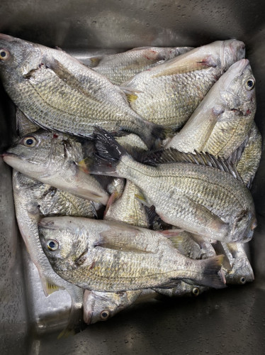 釣船 浦島太郎 釣果