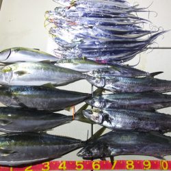 Hit Rush(ヒット ラッシュ) 釣果