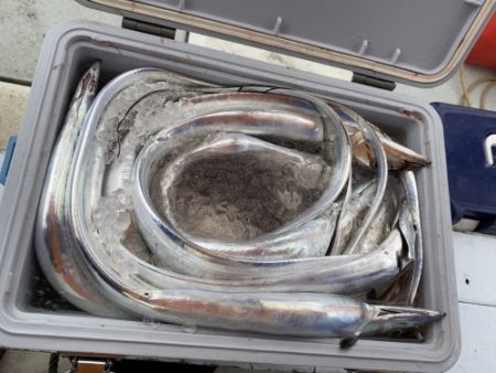 釣船 浦島太郎 釣果