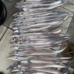 釣船 浦島太郎 釣果