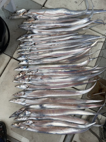 釣船 浦島太郎 釣果