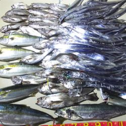 Hit Rush(ヒット ラッシュ） 釣果