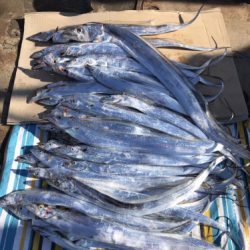 釣船 浦島太郎 釣果