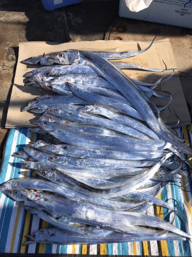 釣船 浦島太郎 釣果