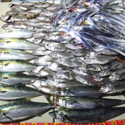 Hit Rush(ヒット ラッシュ) 釣果