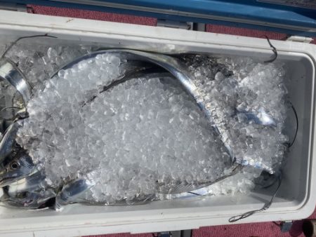 釣船 浦島太郎 釣果