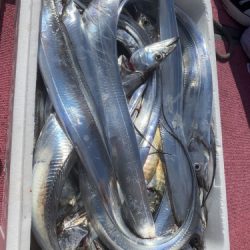 釣船 浦島太郎 釣果