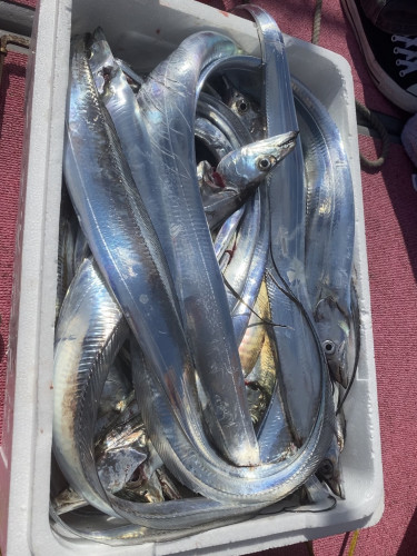 釣船 浦島太郎 釣果