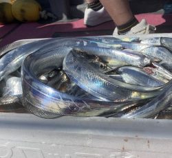 釣船 浦島太郎 釣果