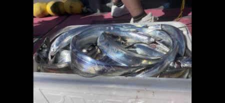 釣船 浦島太郎 釣果