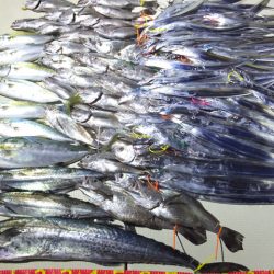 Hit Rush(ヒット ラッシュ) 釣果