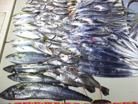 Hit Rush(ヒット ラッシュ) 釣果