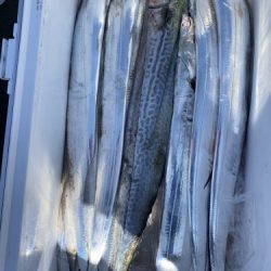 釣船 浦島太郎 釣果