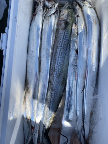 釣船 浦島太郎 釣果