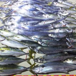 Hit Rush(ヒット ラッシュ) 釣果