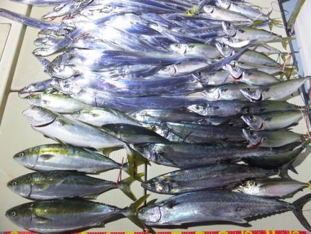 Hit Rush(ヒット ラッシュ） 釣果…