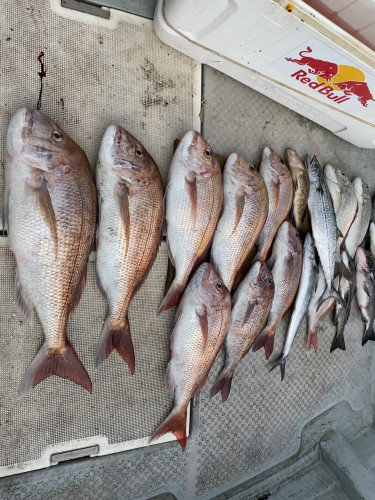 釣船 浦島太郎 釣果