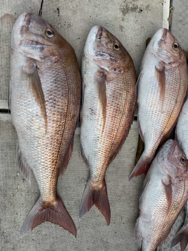 釣船 浦島太郎 釣果