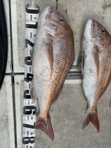 釣船 浦島太郎 釣果