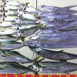 Hit Rush(ヒット ラッシュ) 釣果