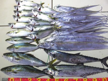 Hit Rush(ヒット ラッシュ) 釣果